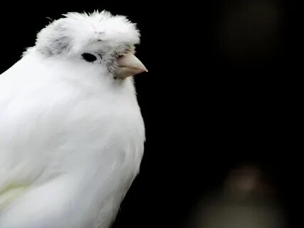 White crested