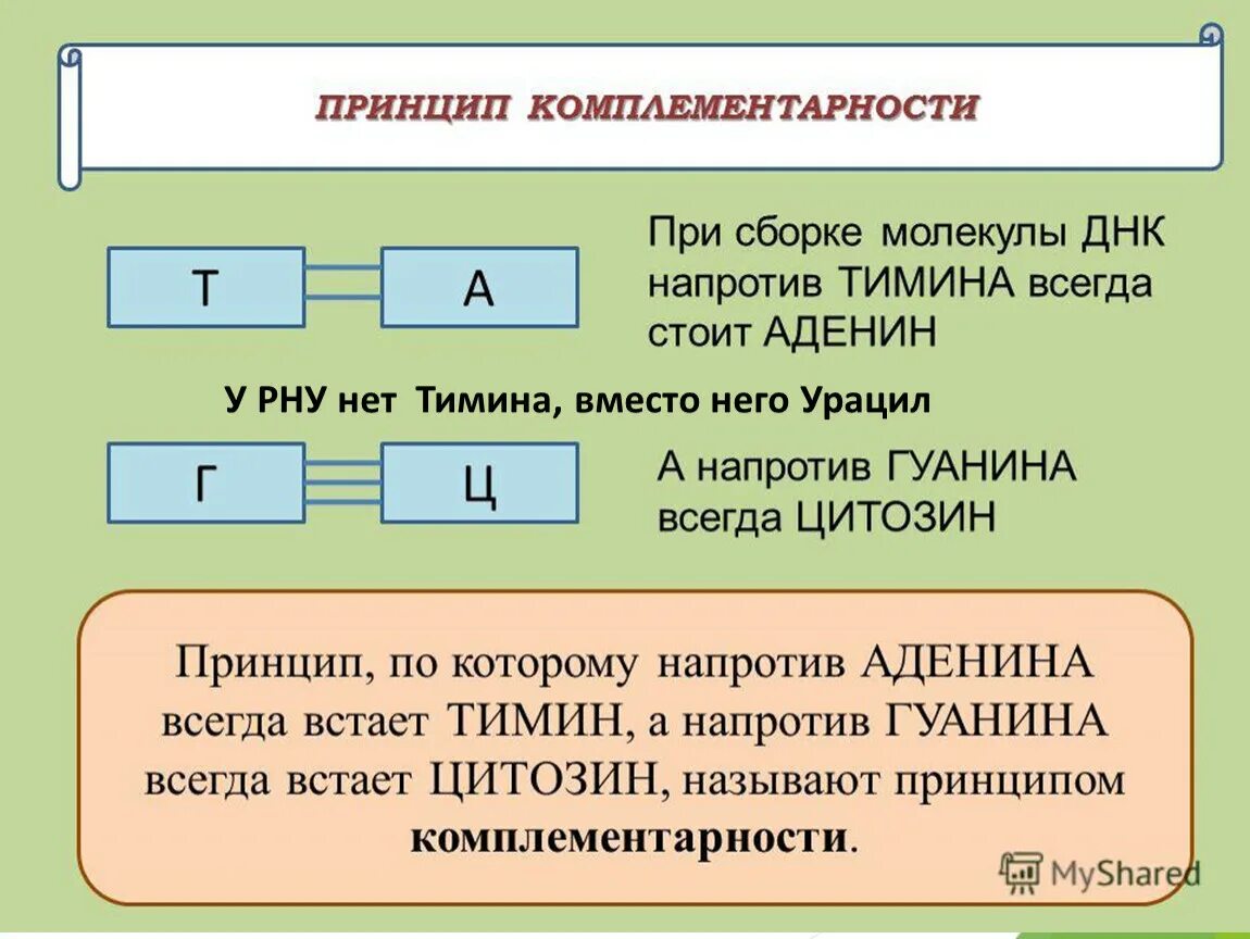 Комплементарный принцип. Комплементарные нуклеотиды днк. принцип комплементарности ирнк. комплементарность нуклеотидов днк и рнк. принцип комплементарности днк.