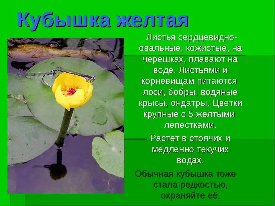 Презентация к занятию по внеурочной деятельности "Реки Брянской области" 1 класс