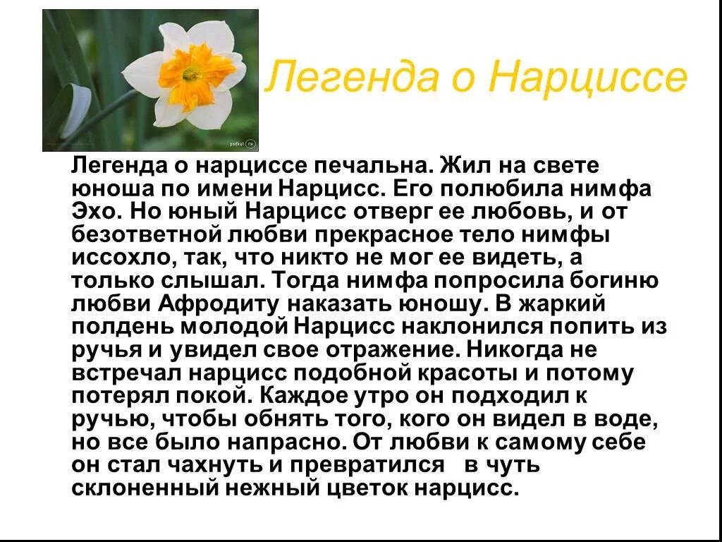 Легенда о Нарциссе. Нарцисс Легенда о цветке для 2 класса. Рассказ о цветке Нарциссе. Рассказ про Нарцисс Легенда. Рассказы про легенду