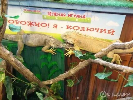 Контактный зоопарк рязань