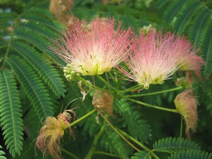 Common plants. Мимоза Альбиция. Альбиция шелковая дерево. Альбиция ленкоранская гибискус. Альбиция ленкоранская бонсай.