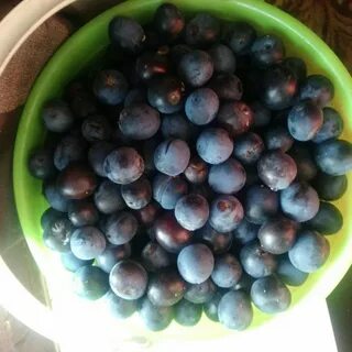Уральская слива
