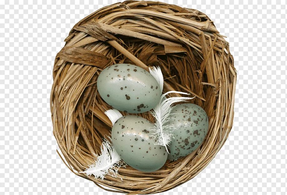 Яйца птиц. Птичьи яйца в гнезде. Гнездо с яйцами. Съедобные птичьи яйца. Bird яйца