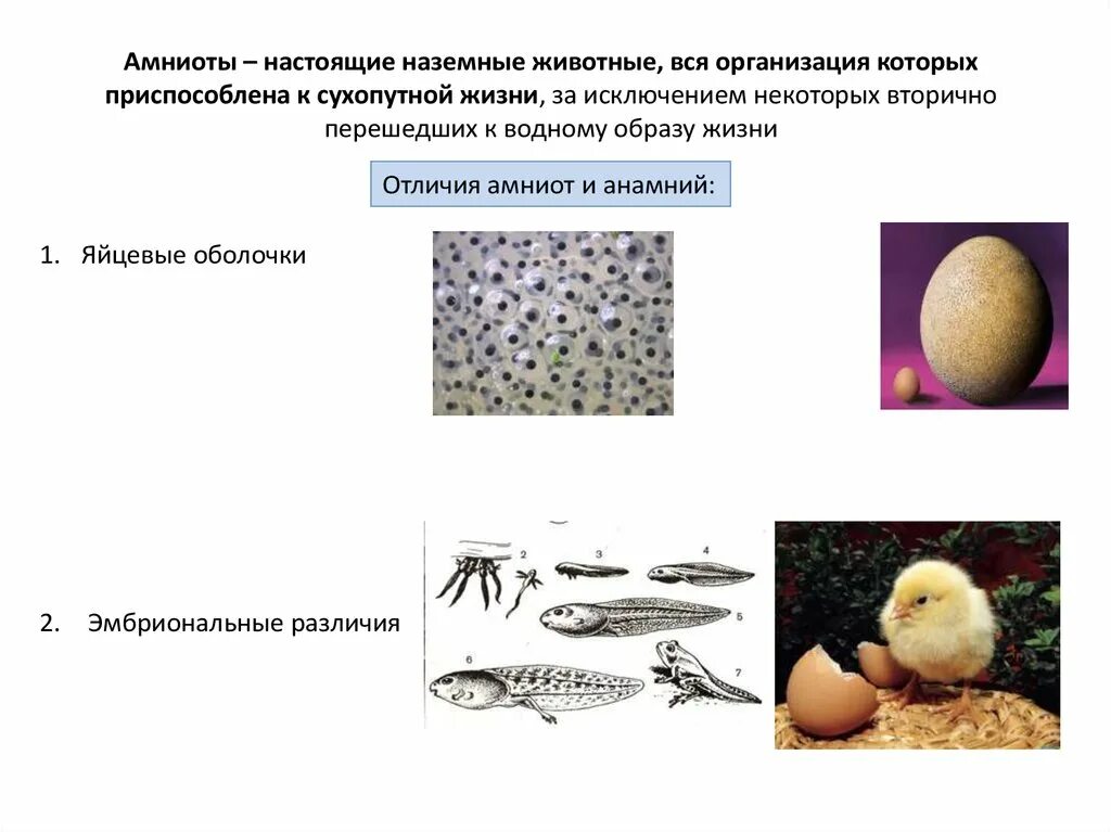 Амниоты. Хордовые амниоты. анамнии и амниоты. наземные позвоночные амниоты. животные амниоты.