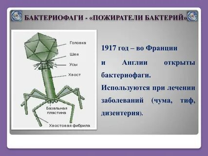 Бактерия и бактериофаг тип отношений