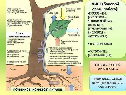 Факторы влияющие на транспирацию растения