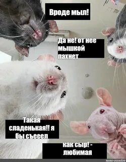 Мышка воняет