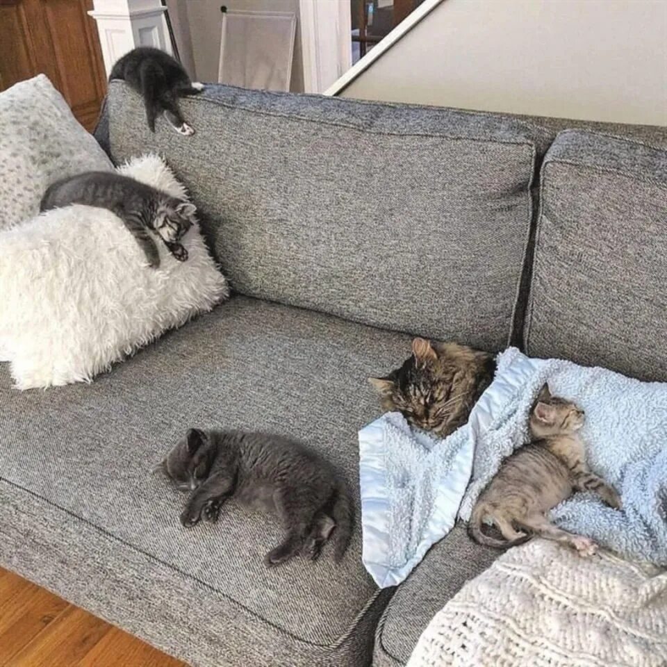 Много соф