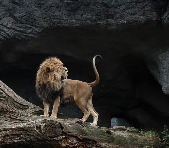Lion Animal Mane - Free photo on Pixabay Animals, Animals wild, Lion poster