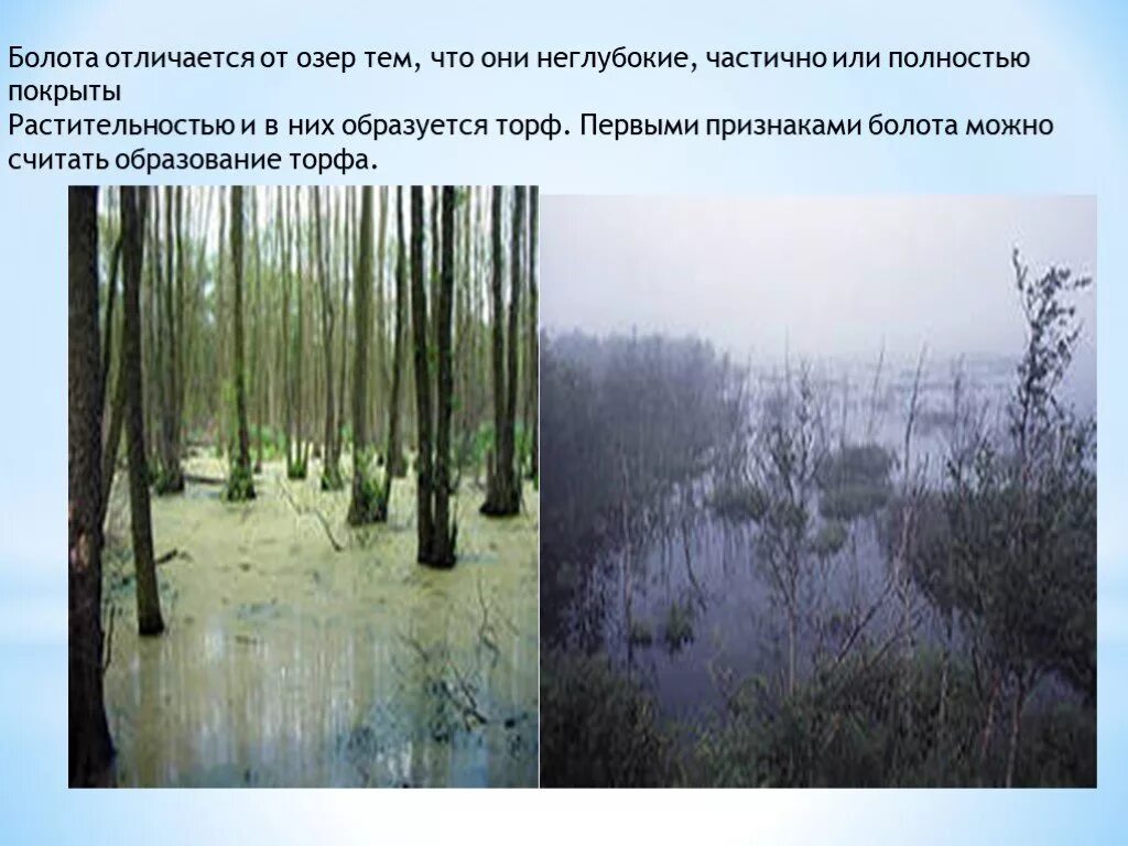 Озеро болото. Трясина и болото отличия. Отличие озера от болота. Болота доклад.
