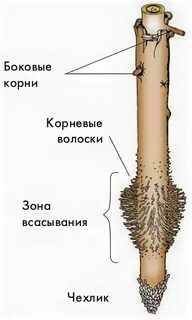 Осинка корень