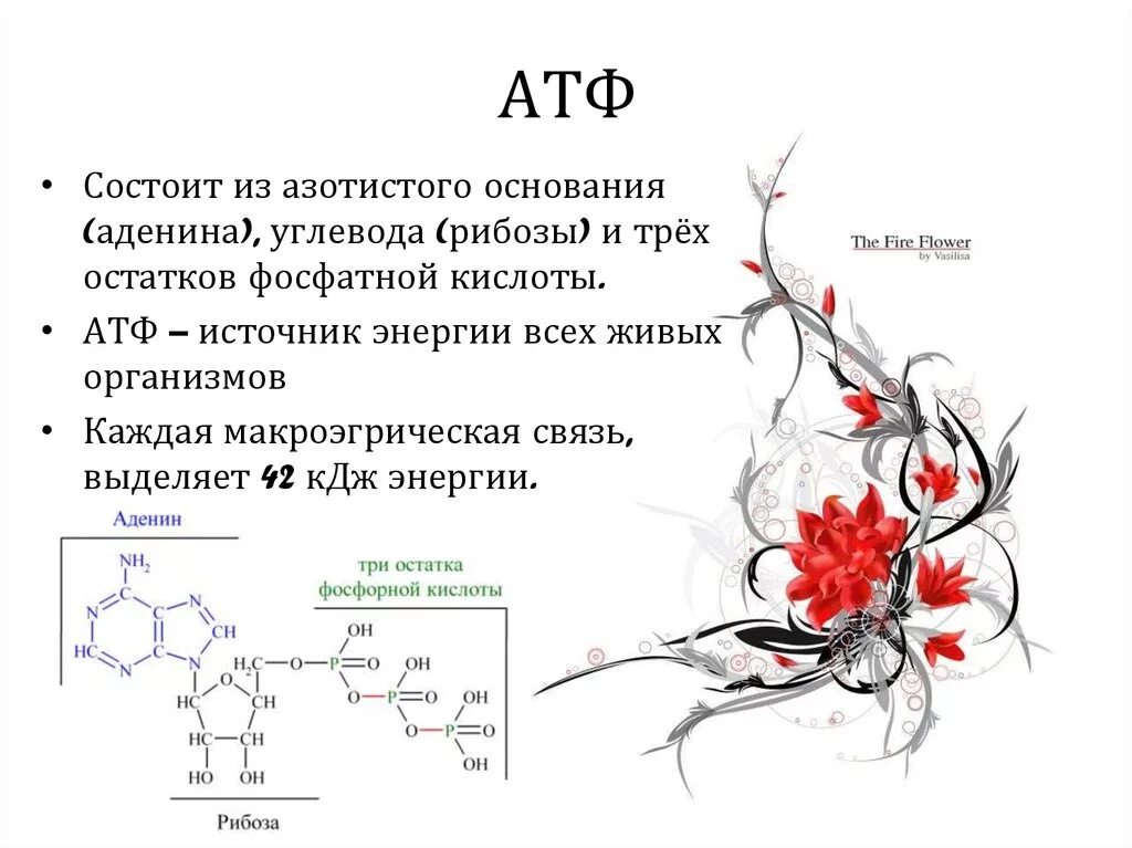 Атф переносчик энергии. Описание строения АТФ. Строение молекулы АТФ. Характеристика АТФ биология. АТФ это в биологии схема.