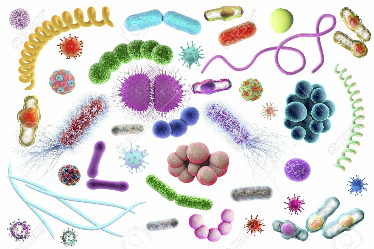Микробы различных видов и форм. Разные бактерии. Разные формы бактерий. Разнообразные формы бактерий.
