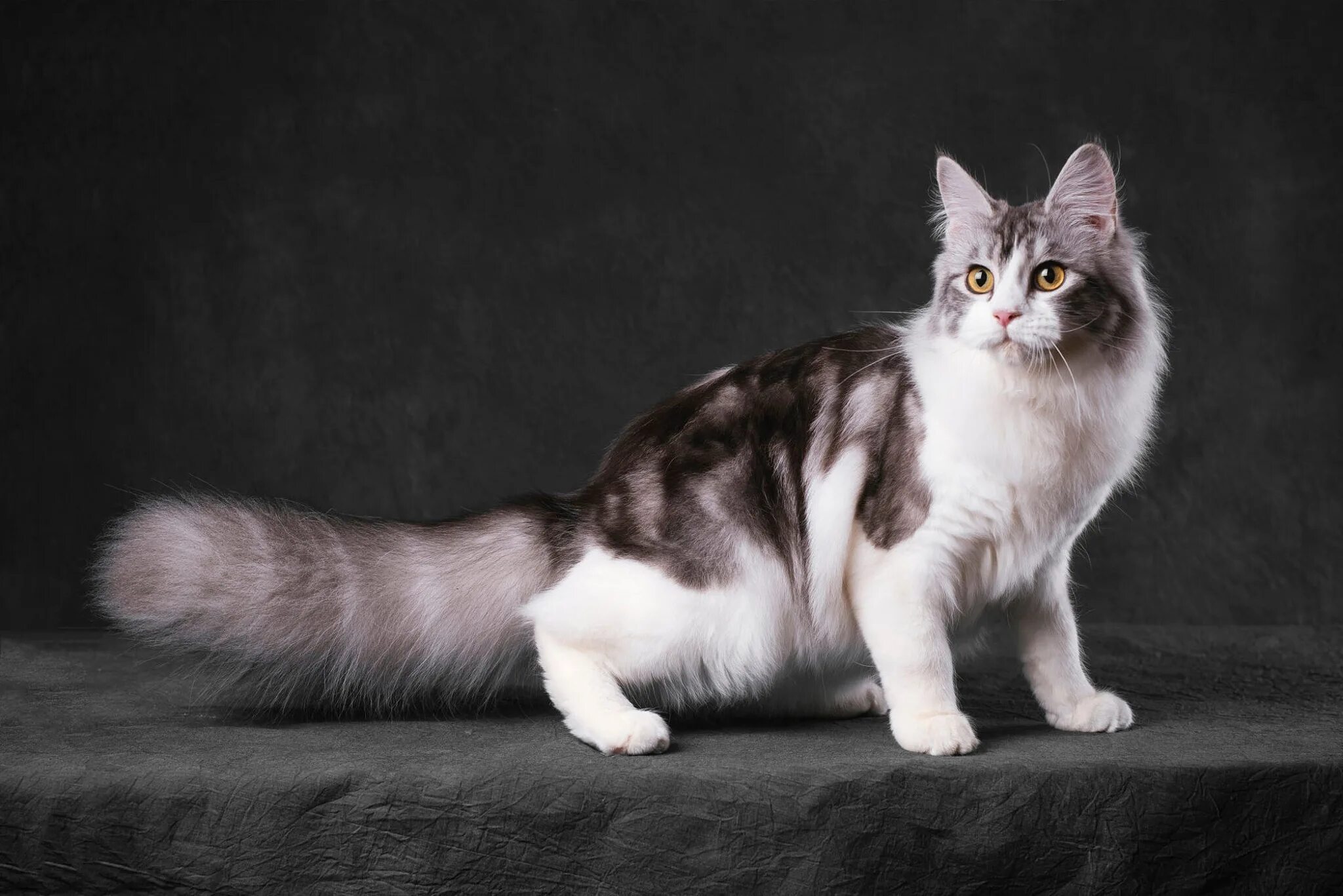 Кошки бело серого окраса. Норвежский Лесной Кимрик серыцй. Анатолийская кошка длинношерстная. Бело серая кошка. Красивые окрасы кошек.
