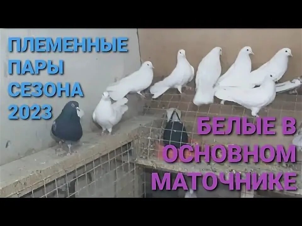 Ярмарка голубей в 2025 году. Ярмарка голубей в 2025 году