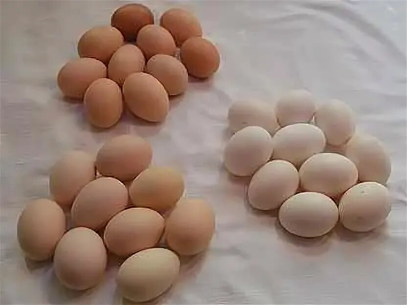 Яички куриные. Инкубационное яйцо бройлеров росс 308. Инкубационное яйцо бройлеров росс 308. Авито куры инкубационное яйцо. Яйцо домашнее куриное белое.