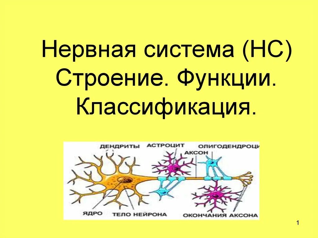 Значение строение и функция нервной системы презентация. Классификация нервной системы. презентация нервная система по анатомии. нервы это в биологии кратко. нервы и их классификация.