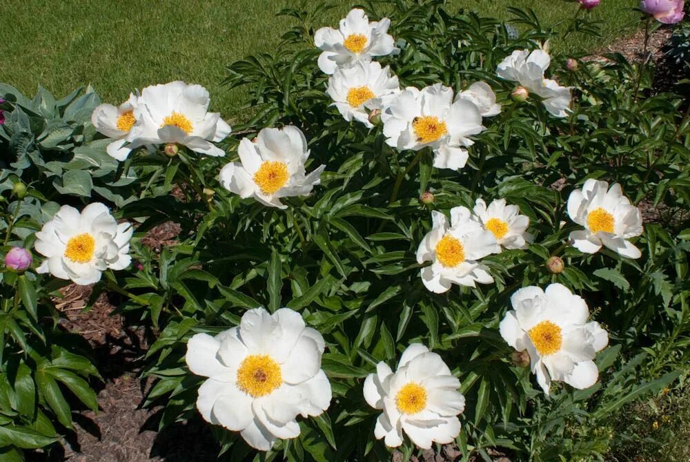 Пион white wings. Пион white wings. Пион травянистый уайт вингс. Пион вайт paeonia white. Пион уайт уингс.