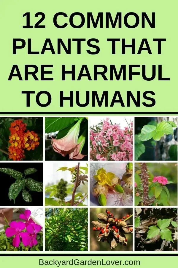 Common plants. Harmful Plants. Poisonous Flowers. Poison Plant.