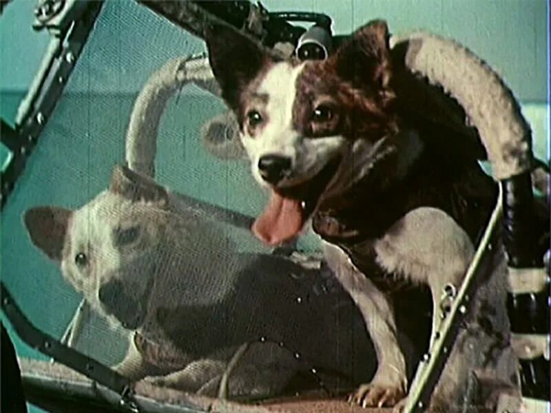 Белка и стрелка 1960 год. Полёт белки и стрелки в космос. Первые собаки космонавты белка и стрелка. Собаки в космосе елка и стрелка. 19 августа 1960