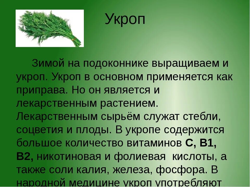 Укроп сколько пить