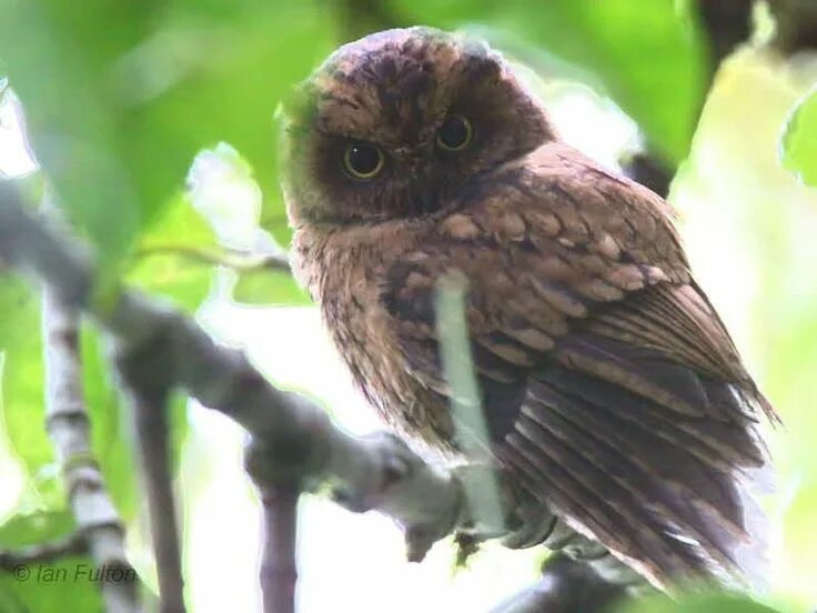 Otus basic. Otus hartlaubi. otus silvicola. horizocerus hartlaubi. otus alfredi.