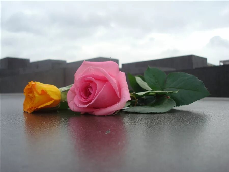 2 Розы. Две розы лежат. Белые розы лежат.
