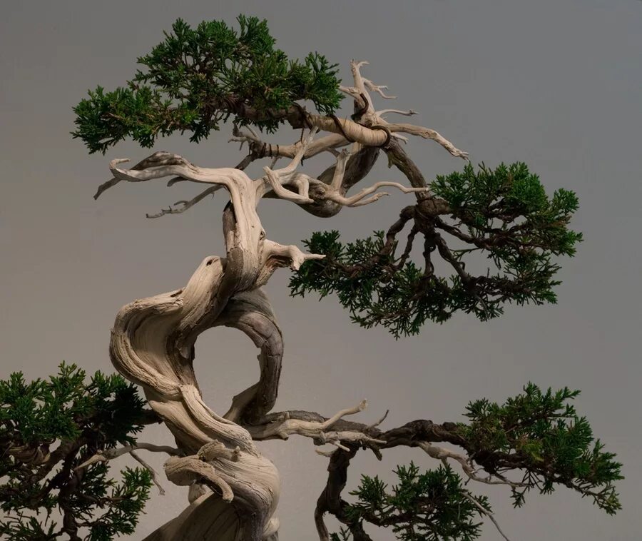 Tree course