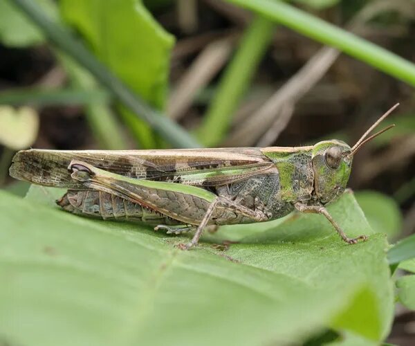 Прямокрылые тип куколки. Герпетобионты саранчовые. Прямокрылые россии. Прямокрылые тип куколки. Кобылка бескрылая пешая.