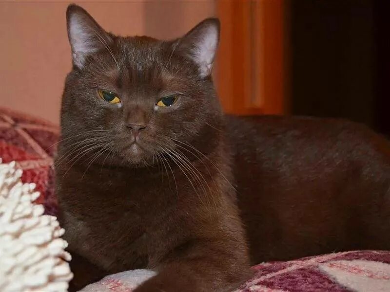 Фото шоколадных кошек. Британская короткошёрстная кошка шоколад. Йоркская шоколадная кошка короткошерстная. Шотландский прямоухий кот шоколадный. Пород кошек Йоркская шоколадная.