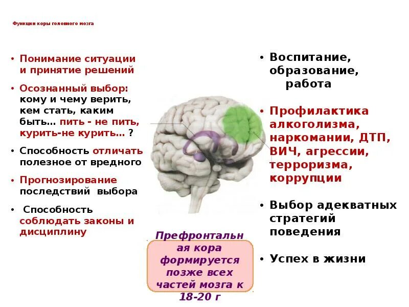Функция коры является. Функции коры. корковые функции.