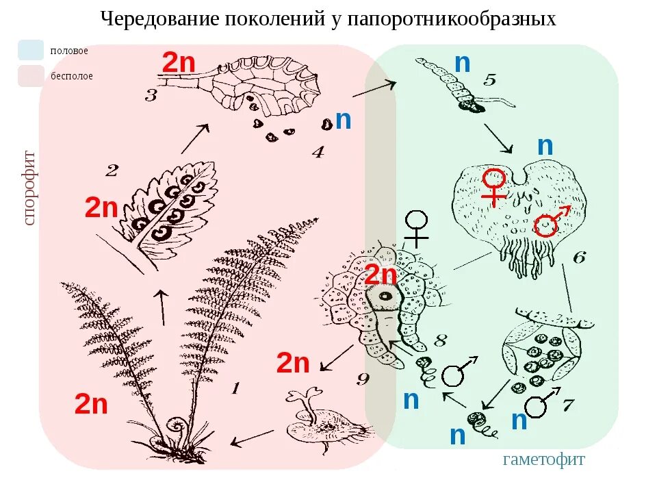 Схема жизненного цикла растения гаметы. Чередование поколений у папоротникообразных. Жизненный цикл растений чередование поколений. Жизненный цикл чередование поколений у водорослей. Жизненный цикл папоротника с набором хромосом.