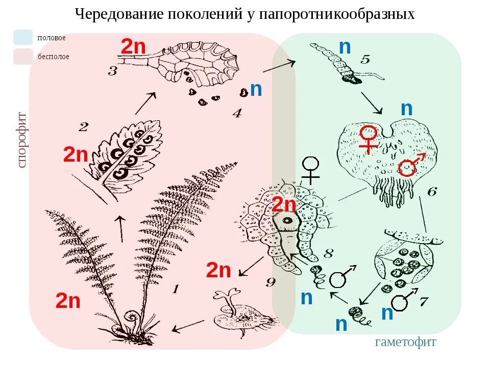 Чередование поколений происходит. Чередование поколений у папоротникообразных. Жизненный цикл растений чередование поколений. Размножение папоротников с набором хромосом. Жизненные циклы споровых растений чередование поколений.