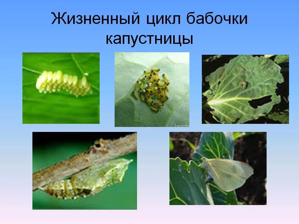 Стадия развития капустной белянки. Жизненный цикл бабочки капустницы. Цикл развития бабочки капустницы. Цикл развития капустной белянки. Бабочка капустница этапы развития.
