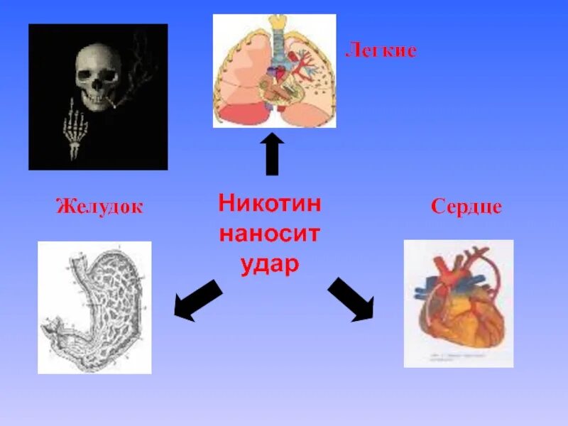 В сердце раны в легких никотин