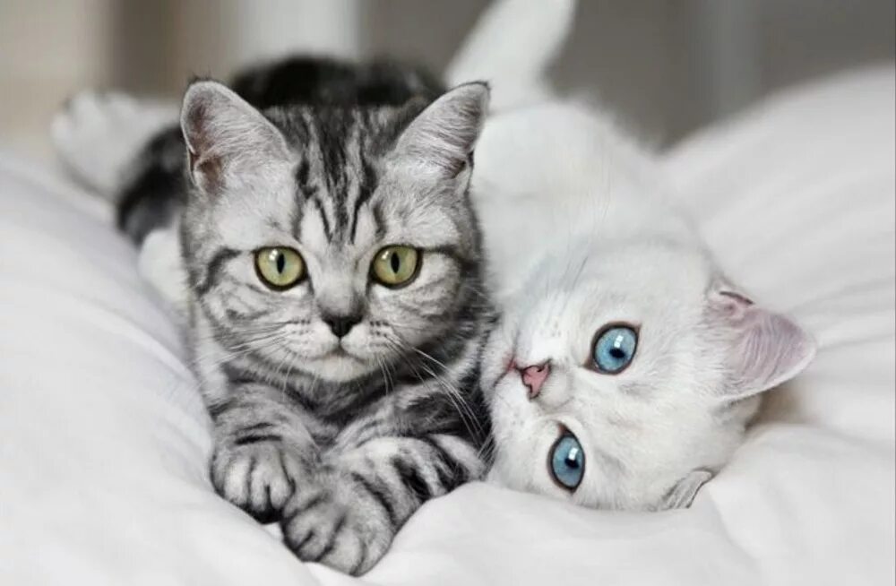 Милые кошки. Красивые котята. Милый котик. Два красивых котëнка. Картинки с любящими котиками