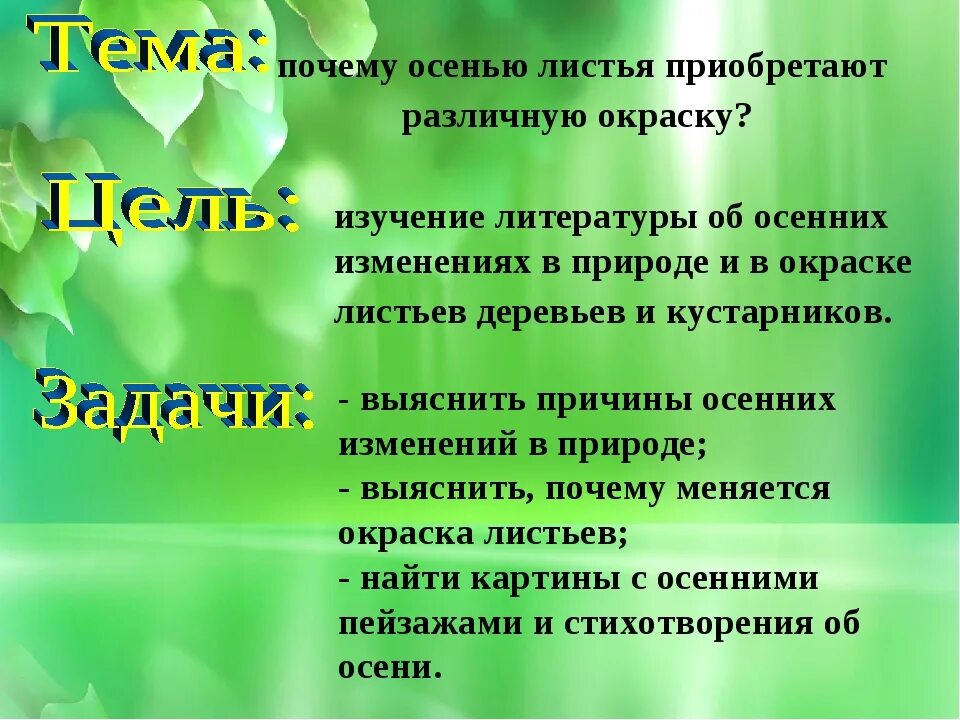 Отчего изменяется окраска листьев осенью. Исследовательская работа почему желтеют листья. исследовательская работа на тему почему листья желтеют. листья меняют цвет. почему осенью опадают листья с деревьев для детей.