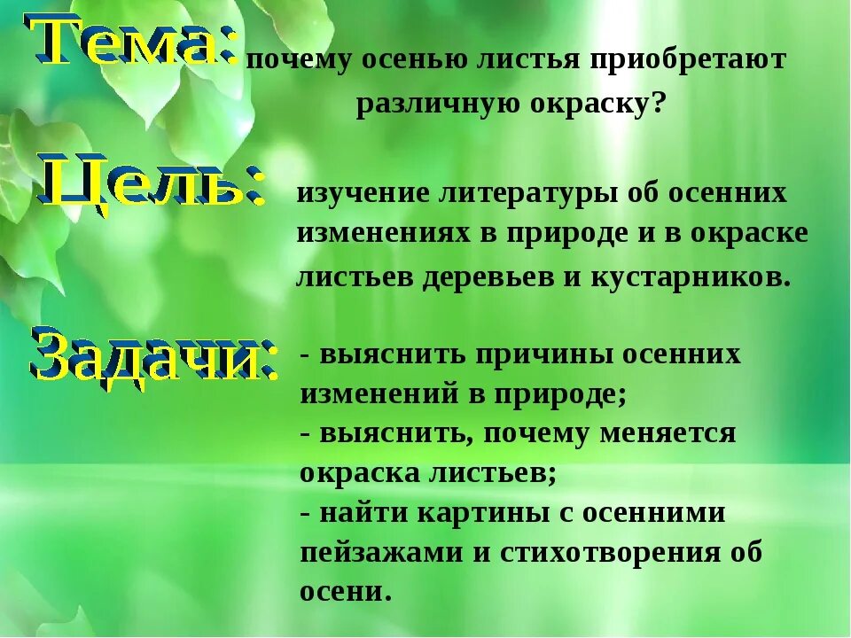 Исследовательская работа почему желтеют листья. Исследовательская работа на тему почему листья желтеют. Листья меняют цвет. Почему осенью опадают листья с деревьев для детей.