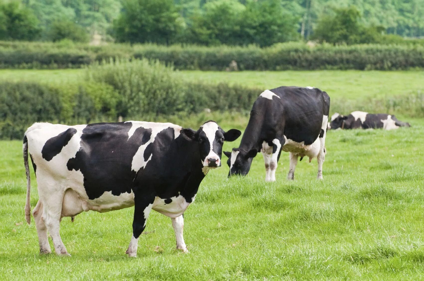 Human cattle