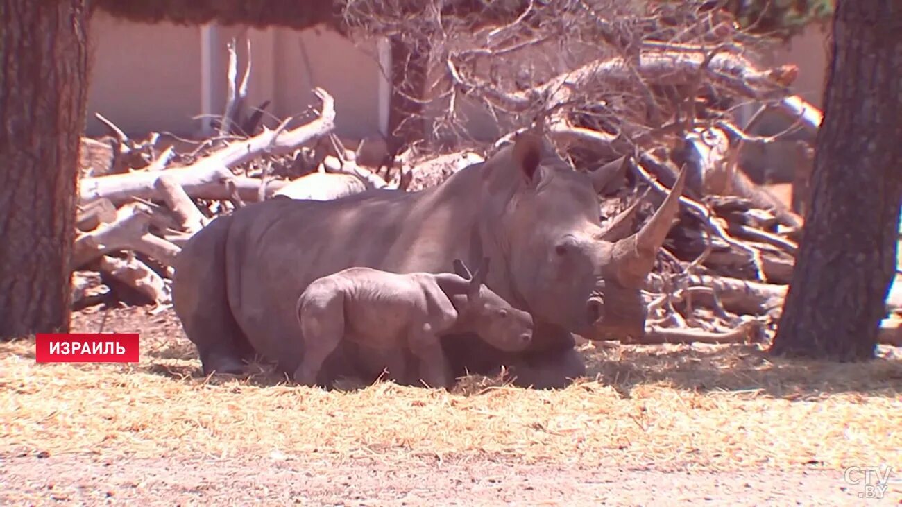 Сколько детенышей носорога родилось в 2001 году. Носорог. Носорог в зоопарке. Белый носорог. Израильский зоопарк.
