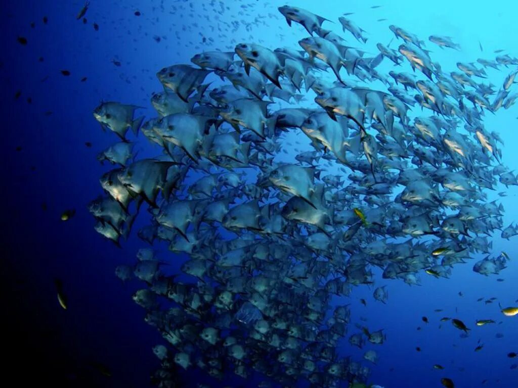 Стая рыбок. Маленькие рыбки в океане. Много рыб в океане. Стаи рыб в океане.