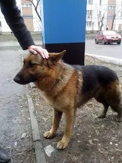 Немецкая овчарка отдам в добрые руки