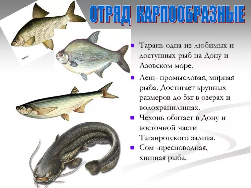 Какие животные обитают в дону. Рыбы обитающие в реках. рыбы которые водятся в дану. рыбы обитающие в дону. рыбы реки дон.