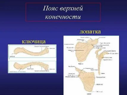 Ключица пояс конечности