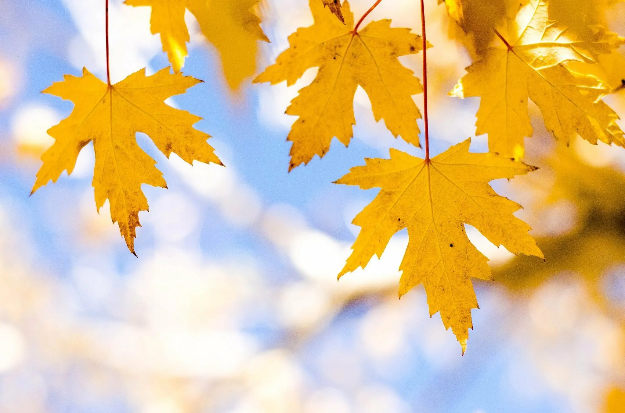 Лист осенний золотист. Желтый лист. Осенний фон. Осенние листья. Красивые листья.