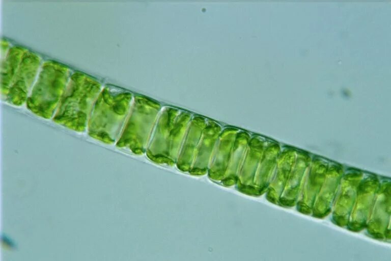 Улотрикс водоросль. Улотрикс (Ulothrix). Многоклеточные водоросли улотрикс. Ulothrix zonata.