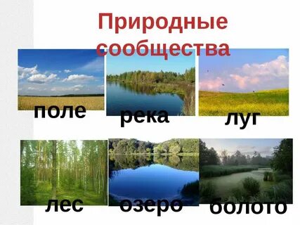 Общее название лесов лугов рек и озер