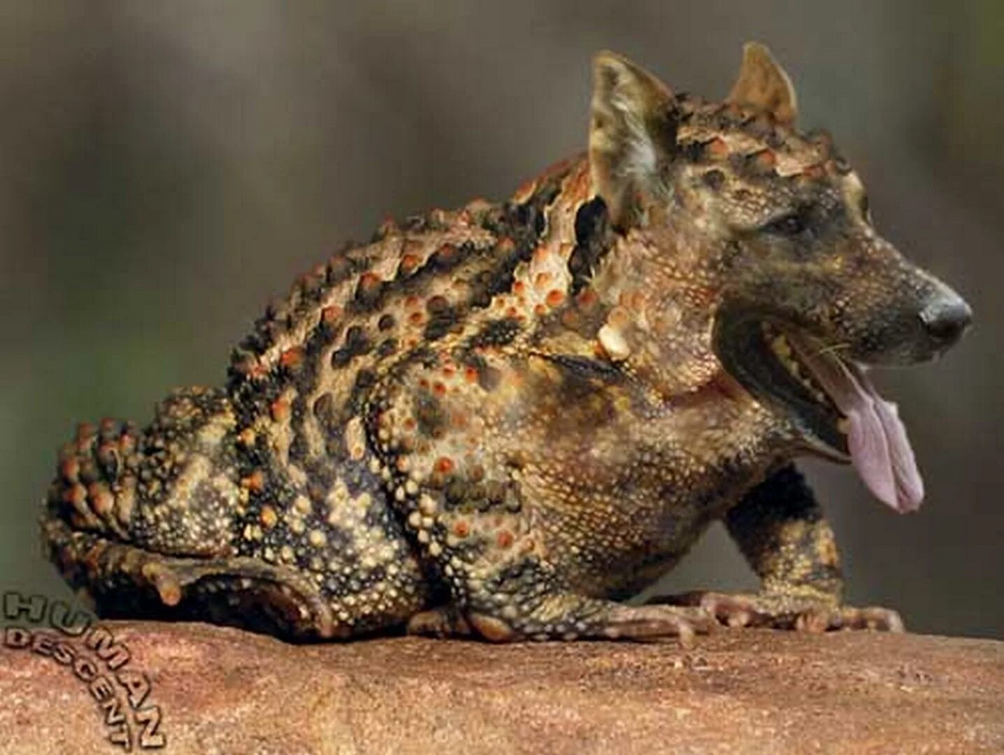 мутации животных в припяти. припять животные мутанты. покажи мутацию. хромосомные мутации. мутация это в биологии.