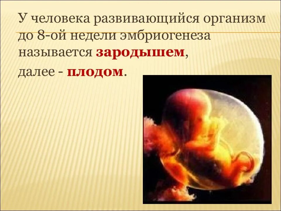Почему эмбрионы спят
